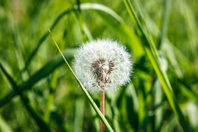 Close-up of dandelion flower on field