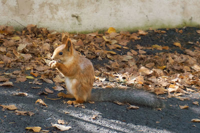 Squirrel eating