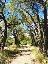 Dirt road passing through forest