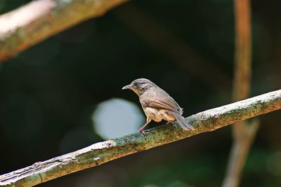 Close-up of bird perching on branch