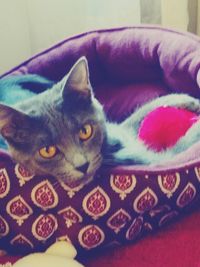 Close-up portrait of cat on blanket