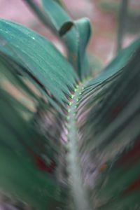 Close-up of plant