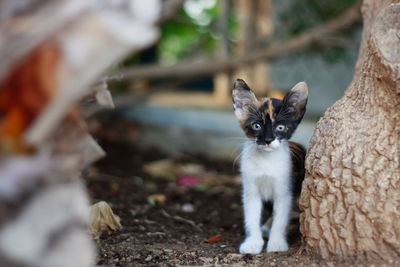 Portrait of cat sitting outdoors