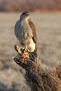 Close-up of bird perching on a tree