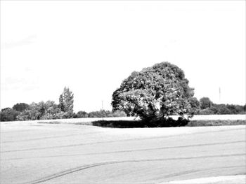 Trees on field against clear sky during winter