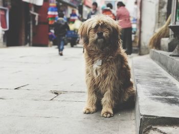 Close-up of dog sitting on footpath in city