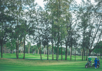 Trees in park