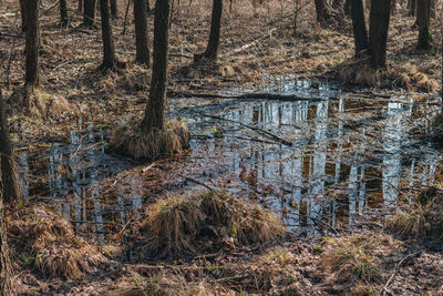 Reflection of trees in water