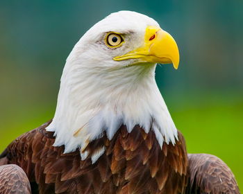 Close-up of eagle against blurred background