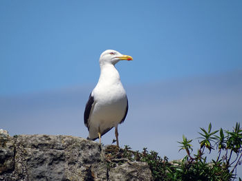 Seagull perching on rock against sky
