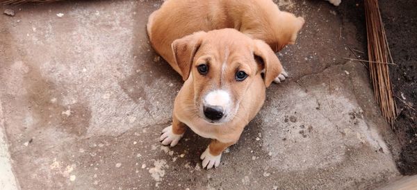 Portrait of dog lying down on floor