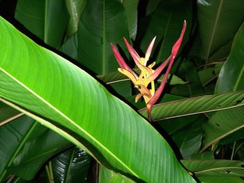 Close-up of green leaves on plant