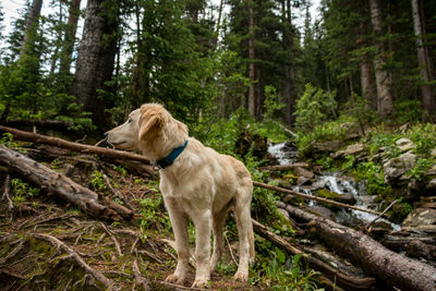 View of a dog in forest