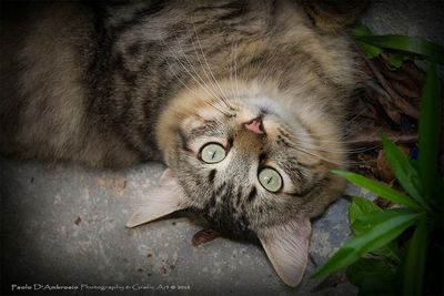 Close-up portrait of cat