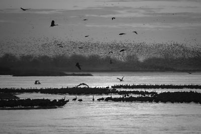 Birds flying over sea