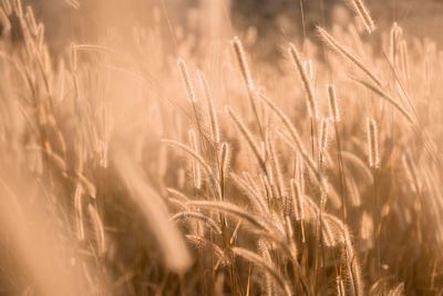 Close-up of wheat growing on field