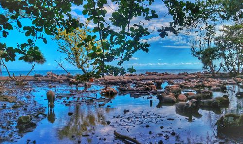 Scenic view of sea against sky