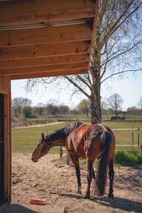 Horse in stable