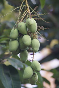 Close-up of mangos growing on tree