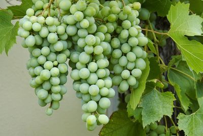 Close-up of grapes in vineyard hanging on old tree trunk