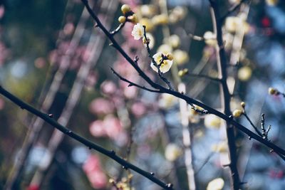 Close-up of cherry blossom on branch