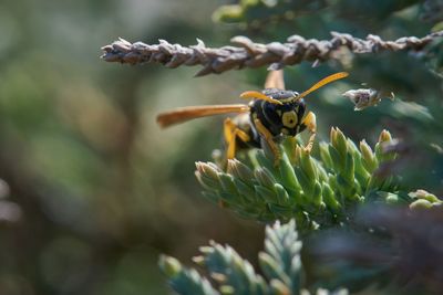 Close-up of bee pollinating on flower