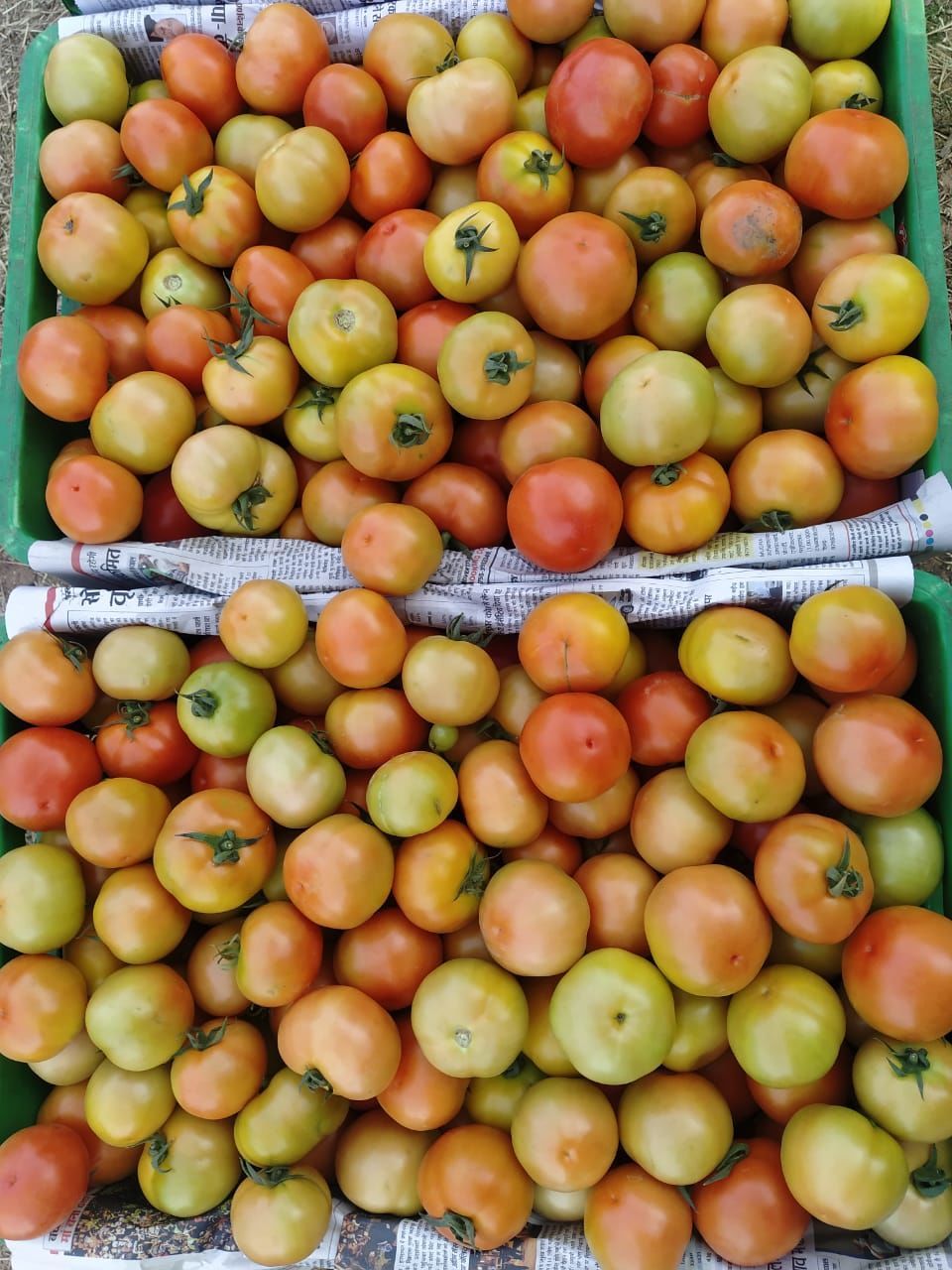 food and drink, healthy eating, food, freshness, fruit, wellbeing, abundance, market, plant, large group of objects, produce, retail, market stall, for sale, high angle view, day, citrus fruit, no people, vegetable, container, organic, variation, apple - fruit, still life, business, citrus, orange color, outdoors, apple, heap, box, collection, raw food, arrangement, green, orange, small business