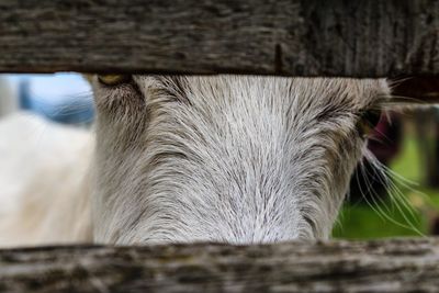 Close-up portrait of goat seen through fence