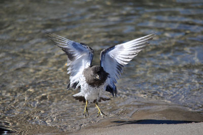 Close-up of bird flying