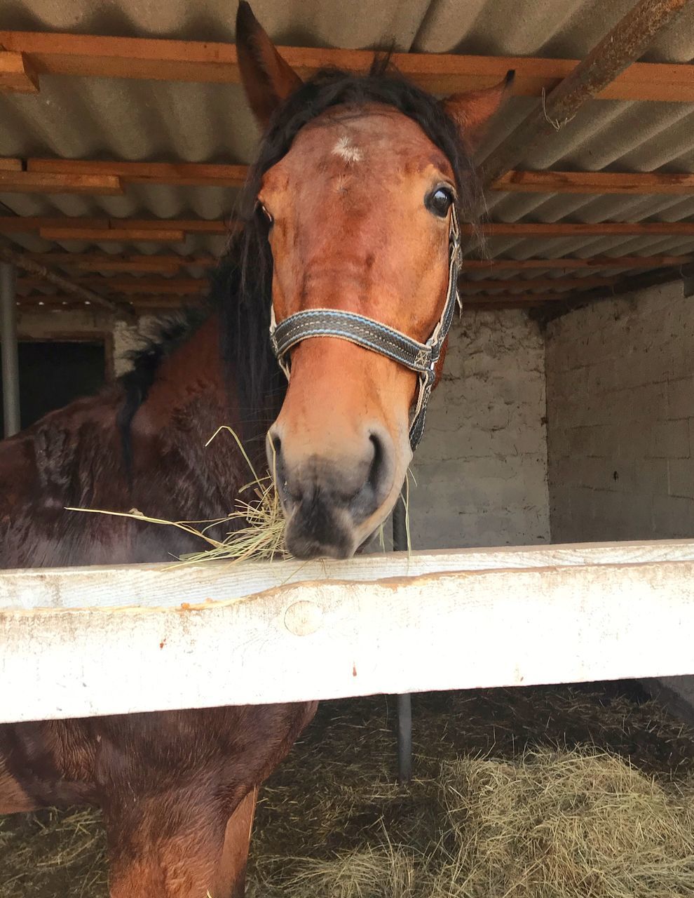 horse, animal, animal themes, mammal, domestic animals, livestock, pet, one animal, animal wildlife, stable, halter, mane, farm, working animal, animal body part, no people, agriculture, animal head, brown, mare, animal pen, day, herbivorous, nature, barn, bridle, portrait, agricultural building, outdoors, standing, pack animal, close-up