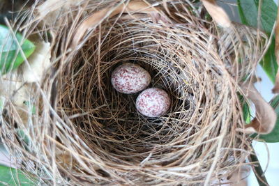 High angle view of eggs in nest