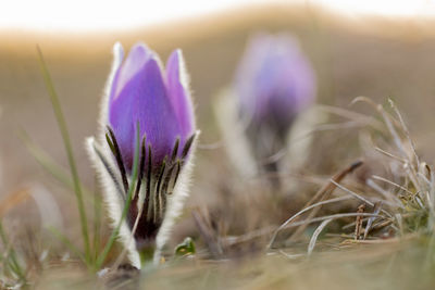 Close-up of purple crocus flowers on field