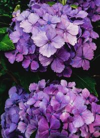 High angle view of purple flowering plant