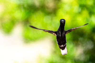 Close-up of bird flying