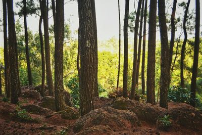 Trees growing in forest