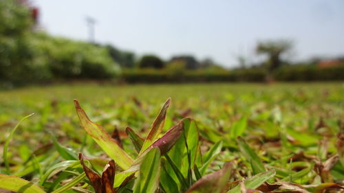 Close-up of plant on field