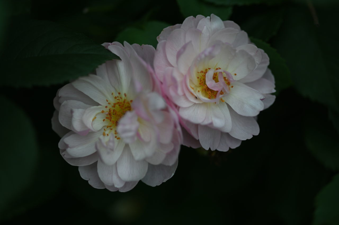 flowering plant, flower, freshness, beauty in nature, petal, plant, close-up, inflorescence, flower head, vulnerability, fragility, growth, nature, no people, white color, focus on foreground, day, outdoors, pink color, pollen