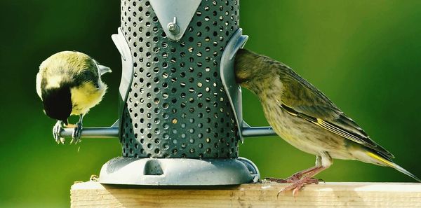 Close-up of bird perching on feeder