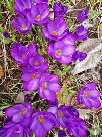 Close-up of purple flowers blooming outdoors