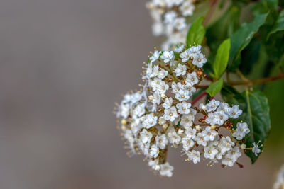 Close-up of white flowering plant