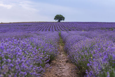 Purple flowering plants on field against sky