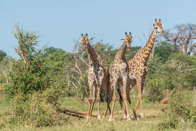 Giraffes standing on field against sky during sunny day