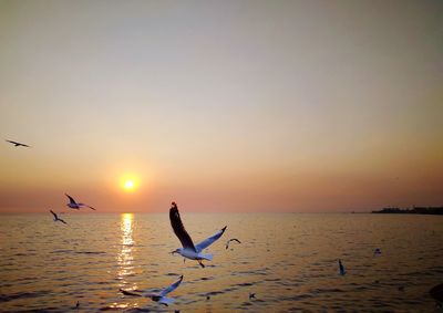 Birds in sea against sky during sunset