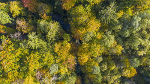 High angle view of yellow trees in forest