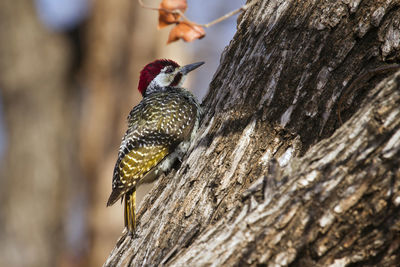 Close-up of a bird on tree trunk