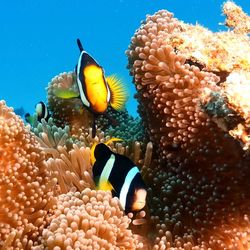 Fish swimming in sea