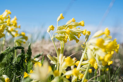 Light yellow cowslip flowers growing on a meadow during spring.