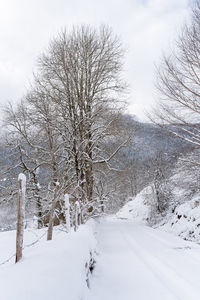 Bare trees on snow covered land against sky