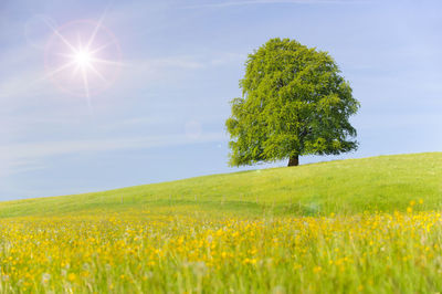 View of tree growing on grassy field against sky