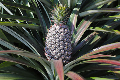 Close-up of fruits growing on plant